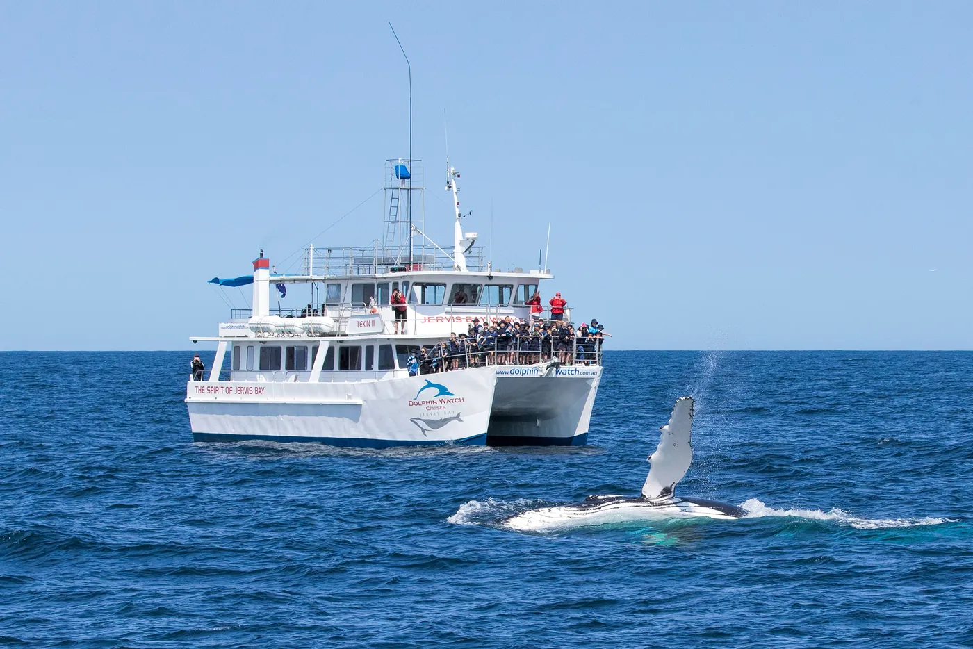 Humpback whale surfacing beside the cruise vessel in Jervis Bay