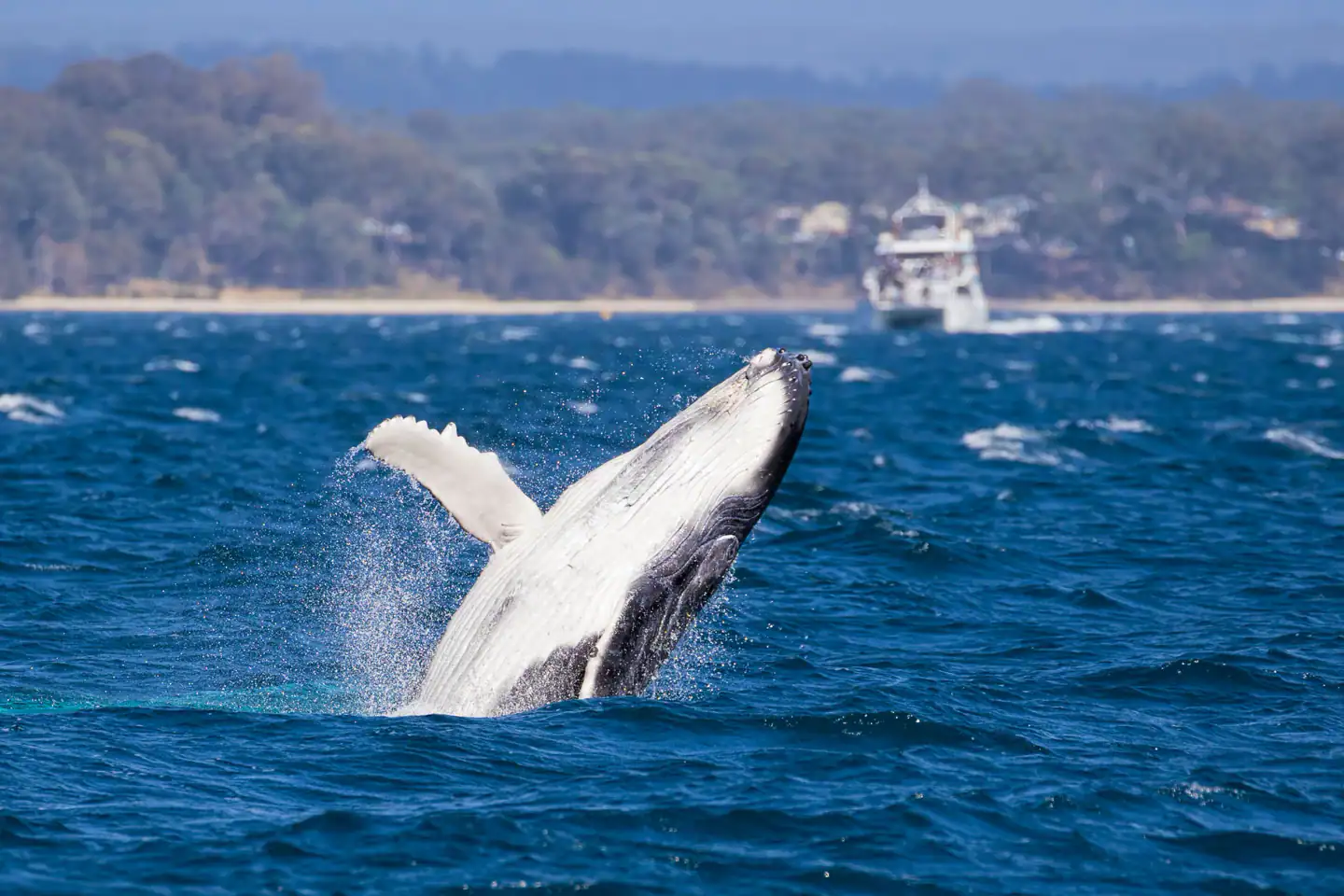 Humpback whale breaching beside the cruise