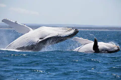 Whale breaching