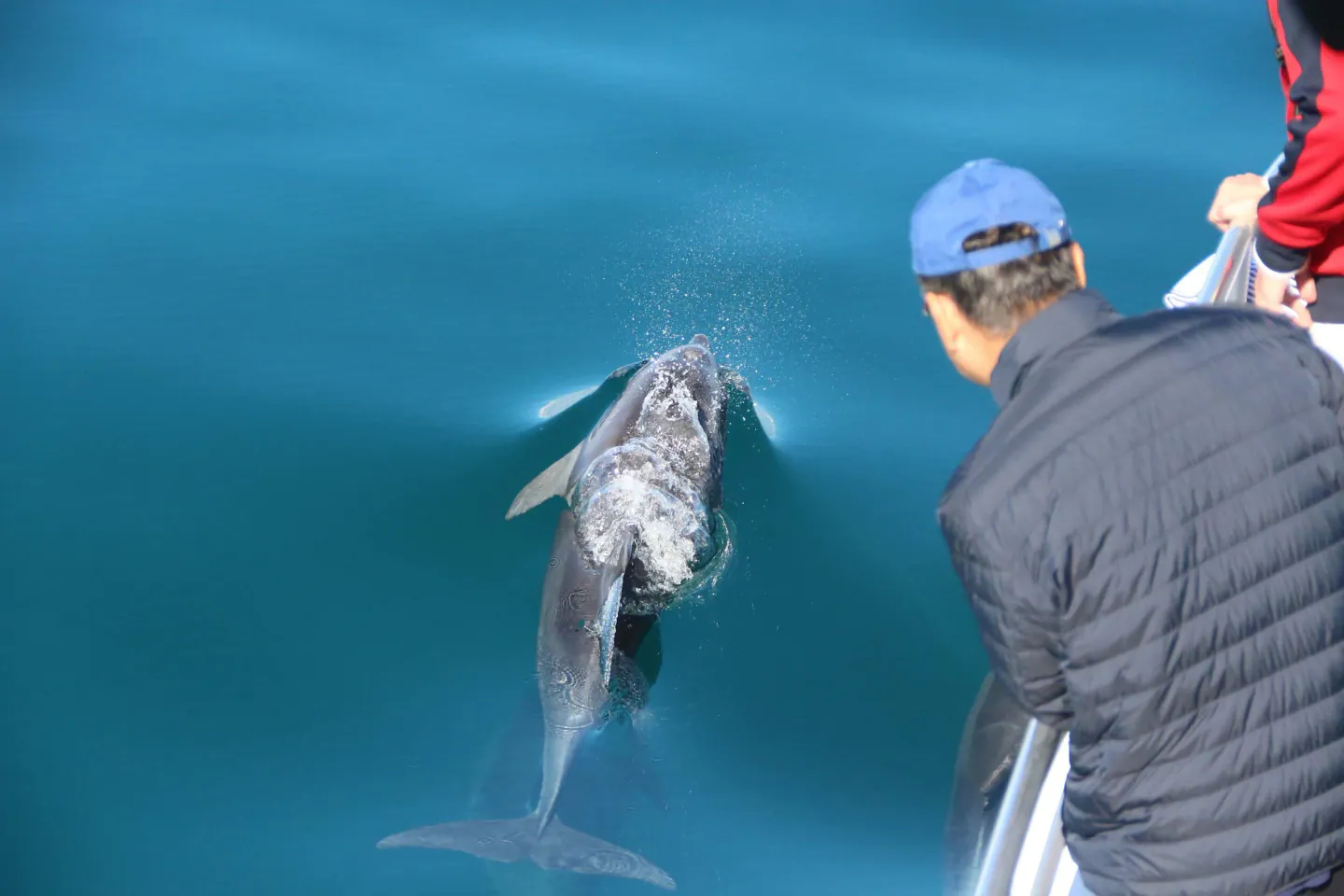 Bottlenose dolphins swimming in clear turquoise water