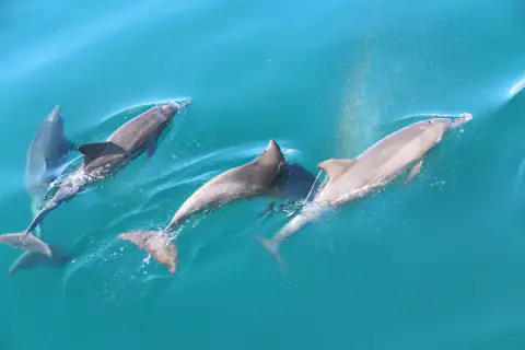 Dolphins underwater