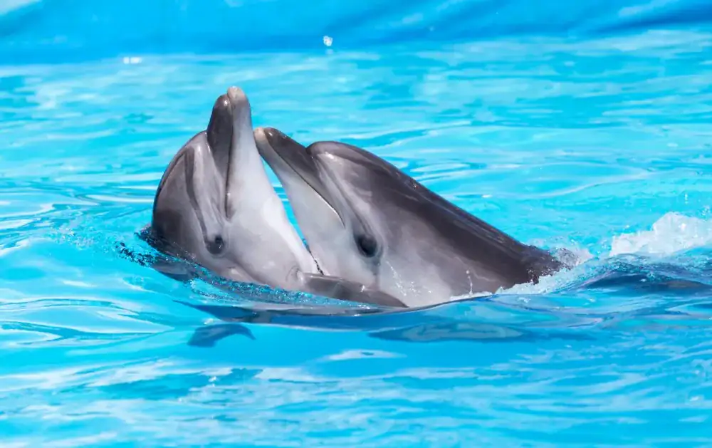 friendly dolphin