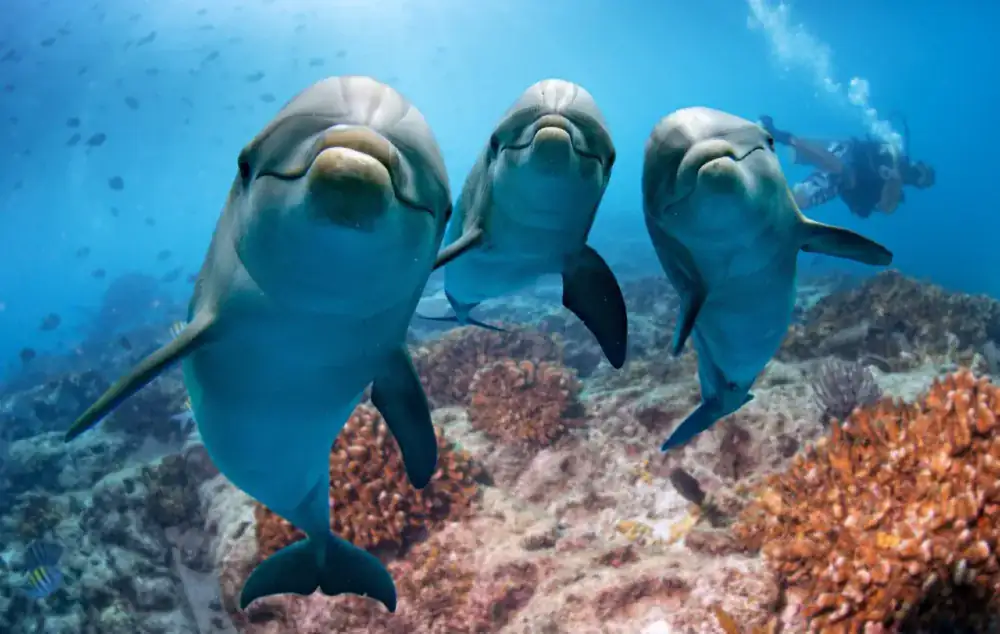 dolphins smiling