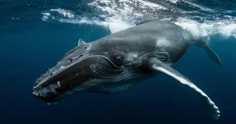 A humpback whale gliding just below the surface in deep blue water, one long white pectoral fin turned towards the camera