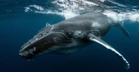 A humpback whale gliding just below the surface in deep blue water, one long white pectoral fin turned towards the camera