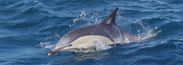 Most Intelligent Ocean Mammals | Jervis Bay Wild