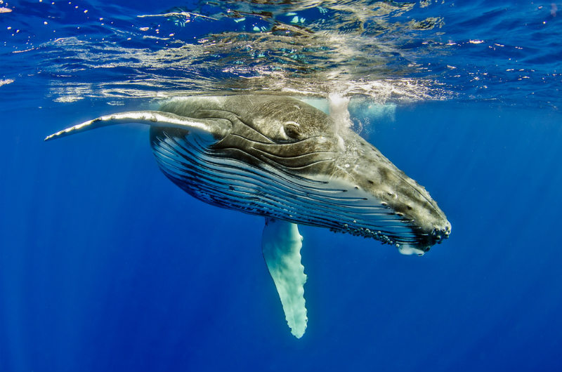 facts about humpback whales