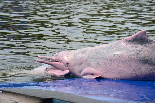 An Indo-pacific humpback dolphin