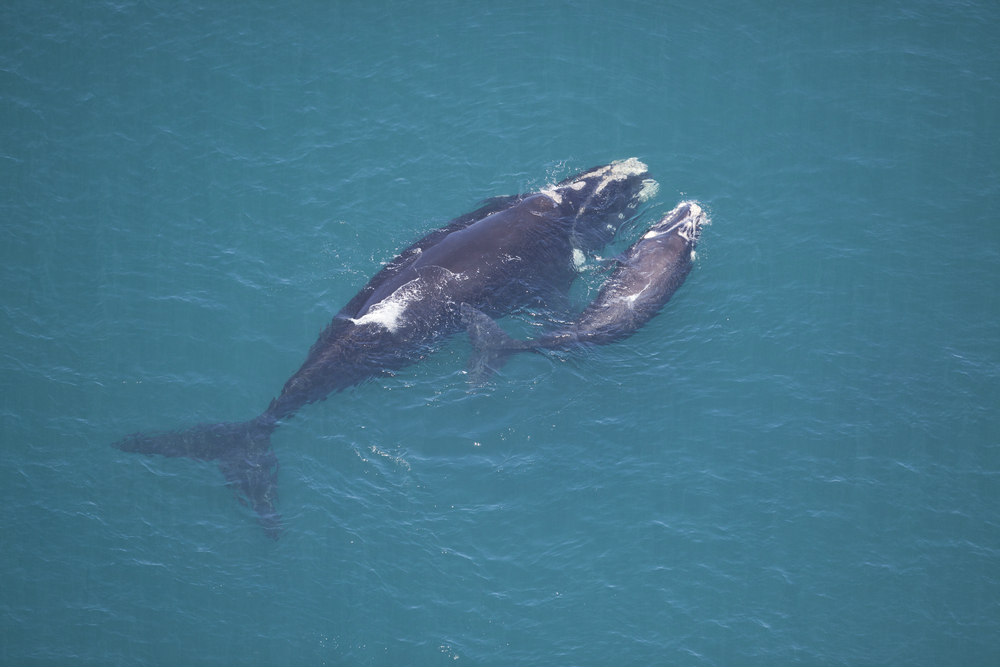 southern right whale calf