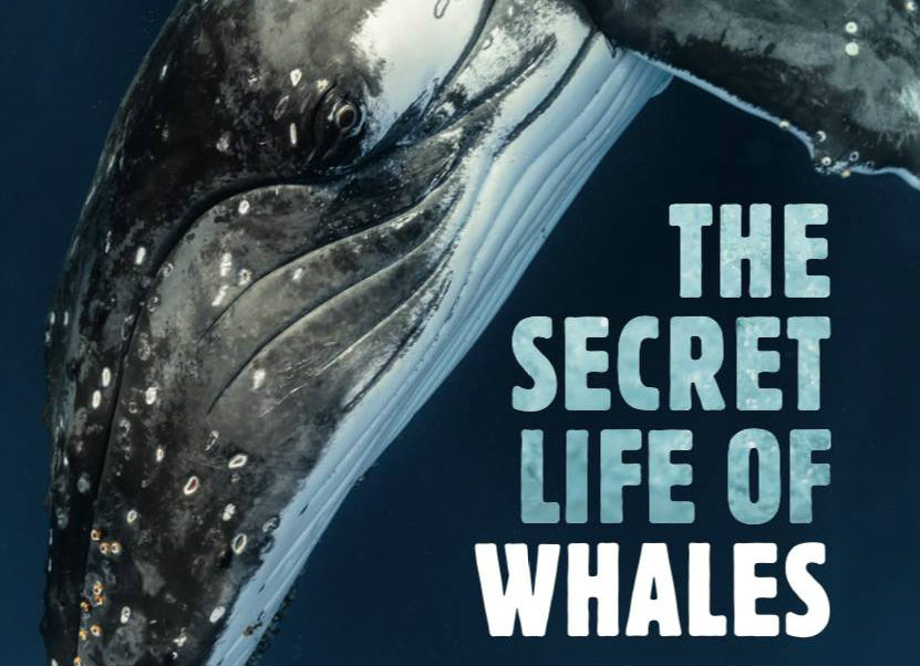 The Secret Life Of Whales