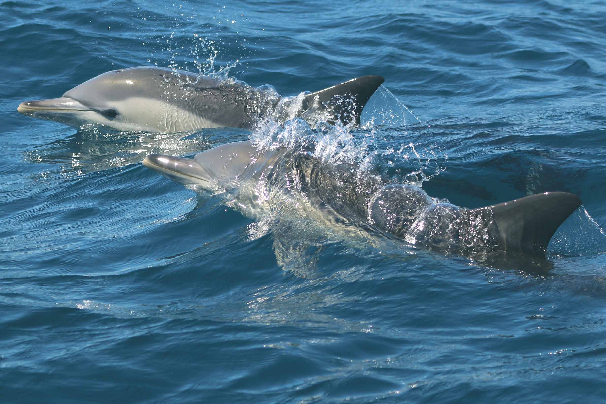Jervis Bay Dolphin Cruises