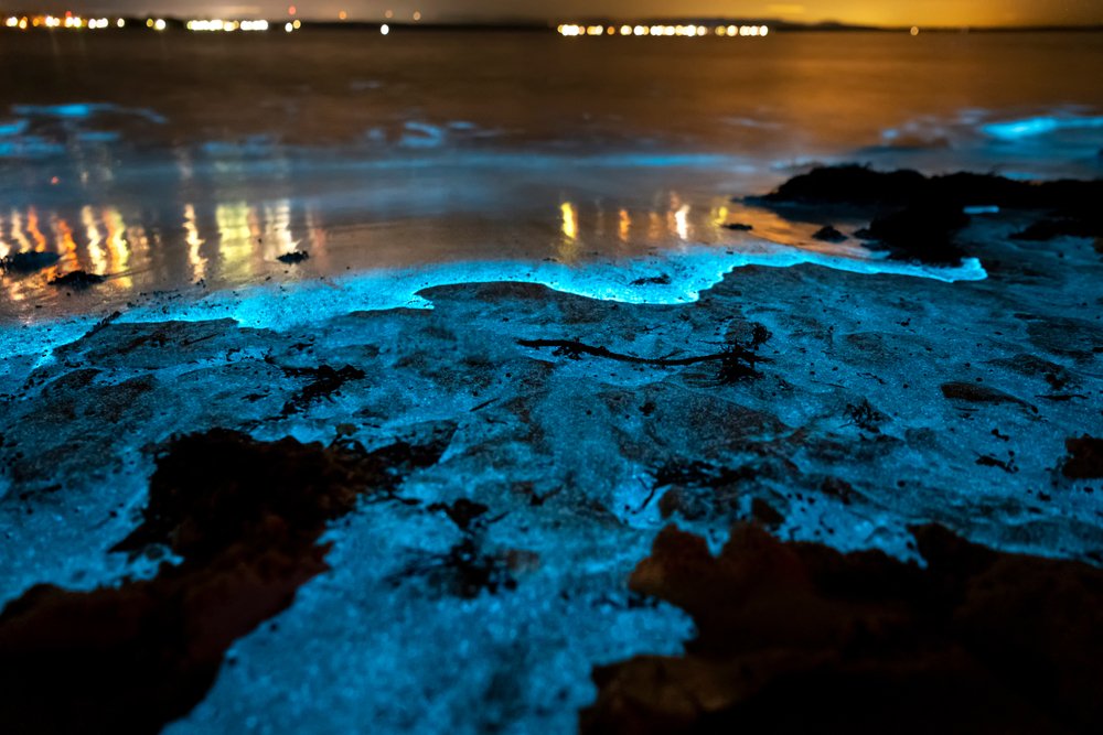 Bioluminescence Jervis Bay 2020