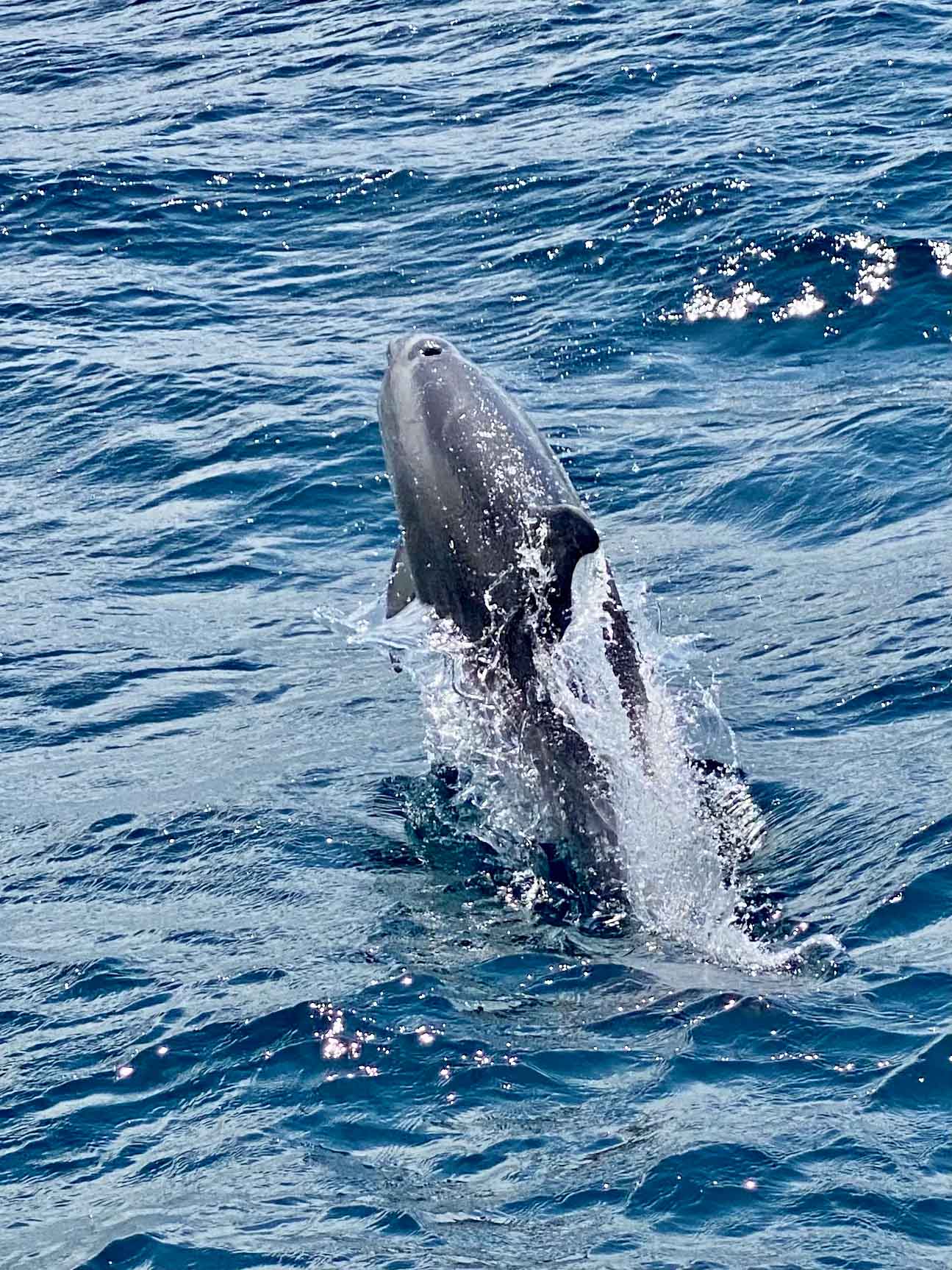 Dolphin in jervis bay