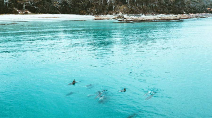 whale watch cruise huskisson