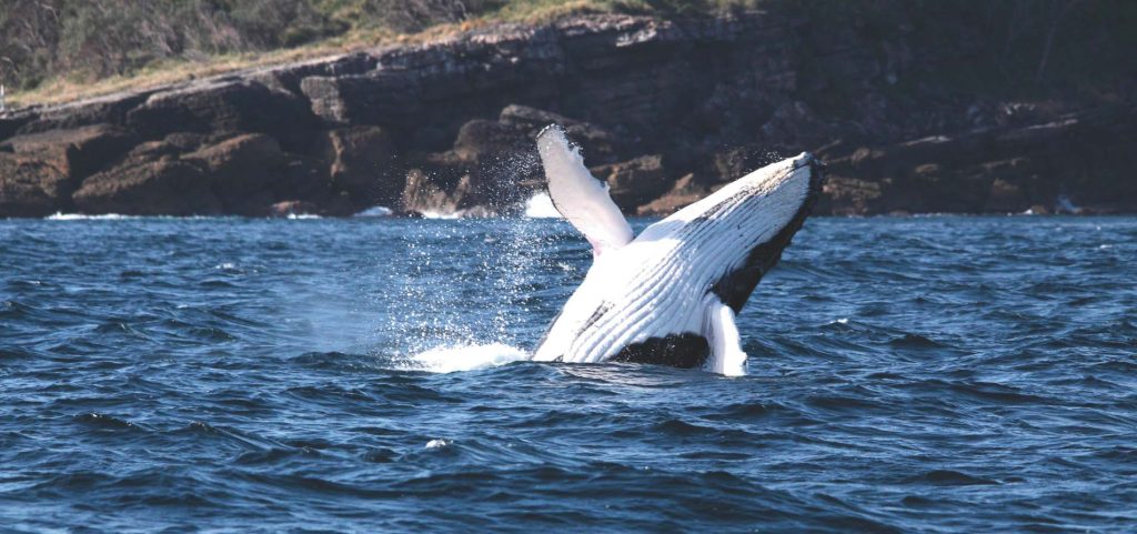 whale watch cruise huskisson